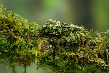 Vietnamese Mossy Frog (Theloderma corticale) or Tonkin Bug-eyed Frog is camouflaged on mossy wood.