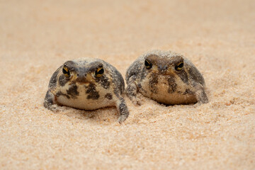 The Desert Rain Frogs, Web-footed Rain Frogs, or Boulenger's Short-headed Frogs (Breviceps macrops) is a species of frog found in Namibia and South Africa.