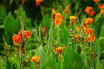 Close-up of Canna edulis red flower