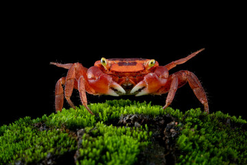 The Red Apple Crab or Chameleon Crab (Metasesarma aubryi) originated from Sulawesi and Java Island...