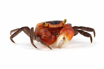 The Red Apple Crab or Chameleon Crab (Metasesarma aubryi) originated from Sulawesi and Java Island in Indonesia.