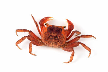 The Red Apple Crab or Chameleon Crab (Metasesarma aubryi) originated from Sulawesi and Java Island in Indonesia.