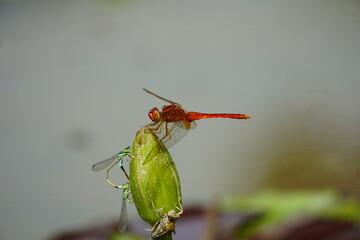 Close-up of dragonfly on natural background