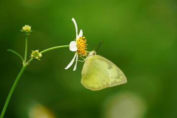 Close-up of a butterfly sucking nectar from a flower