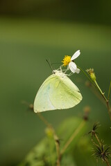 Close-up of a butterfly sucking nectar from a flower