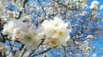 Obraz premium Sakura flower cherry blossom