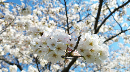 Sakura flower cherry blossom