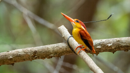 Oriental Dwarf Kingfisher also known as the Rufous-backed Kingfisher is one the most colourful kingfisher found in Indonesia. an orange bird perched on a tree branch