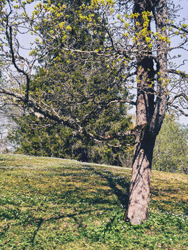 Images from the garden of Stenberg Open Air Museum of Toten, Norway, in May 2024.