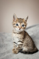 Cute small, gray kitten on a plain background.