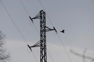 Raven on electrical station high voltage power grid tower at sunset flying
