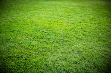 green grass texture or background.