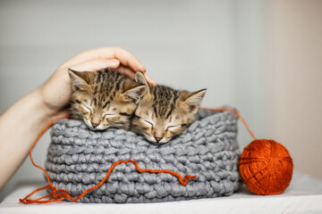 Cute little, gray kittens sleeping together in a basket on a plain background.