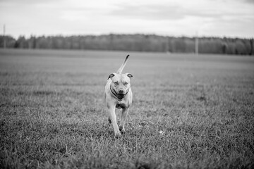 Purebred American Pit Bull Terrier outdoors.