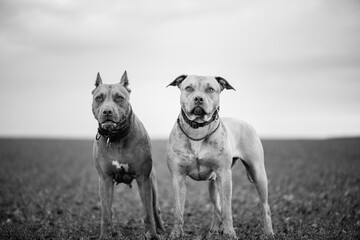 Purebred American Pit Bull Terrier outdoors.