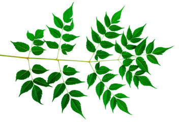 Medicinal neem leaf on white background. Azadirachta indica.,نیم کے پتے، The young green leaves of a tree on a white background