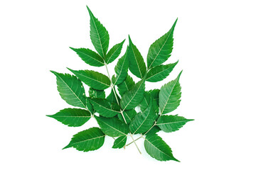 Medicinal neem leaf on white background. Azadirachta indica.,نیم کے پتے، The young green leaves of a tree on a white background