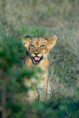 Lion Cub a future king