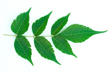 Medicinal neem leaf on white background. Azadirachta indica.,نیم کے پتے، The young green leaves of a tree on a white background