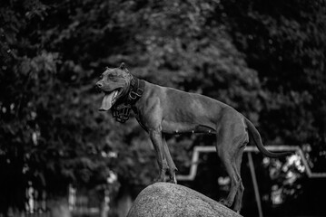 Purebred American Pit Bull Terrier outdoors.