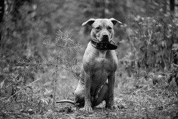 Purebred American Pit Bull Terrier outdoors.