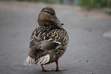 duck