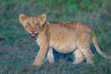 Future king - lion cub