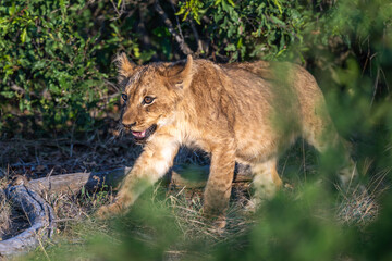 Future king - lion cub