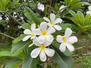 White and yellow frangipani flowers with leaves on the tree in the garden.