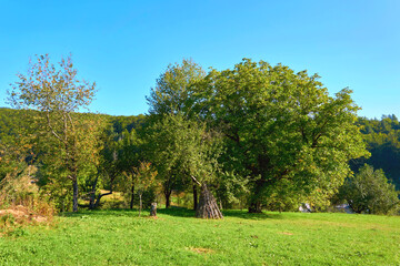 Rural landscape.Trees, green grass meadow, pasture