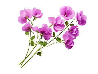 Purple Sweet Pea flower isolated on transparent background