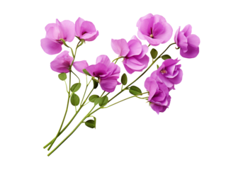 Purple Sweet Pea flower isolated on transparent background