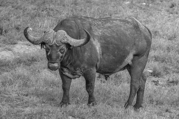 African Buffalo-