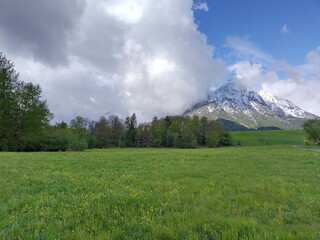 Obraz premium Hiking in the alps in Springtime. View of green meadow with yellow blooming flowers, big trees with green leaves, snowy mountain peak. Cloudy, nobody, peaks illuminated, blue sky.