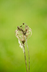 Wet cobwebs on dry flowers on green background . High quality photo