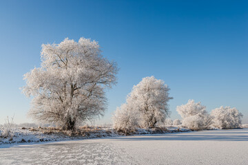 Winter in The Netherlands; hoarfrost covered willow trees on the bank of a frozen lake