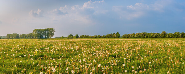 Spring in The Netherlands; panorama of meadow with dead overblown dandelions (Taraxacum) in the...