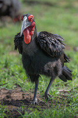 Southern Ground Hornbill