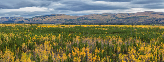 Panorama of a taiga landscape in autumn colors, Yukon territory Canada