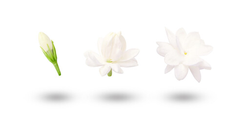 Flying Jasmine flower Blooming isolated on white background.