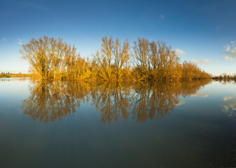 Reflection of trees in water of the inundated floodplain of the river Rhine in spring, Arnhem The Netherlands