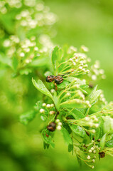 Blooming apple tree in the spring garden. Close up of white flowers on a tree. High quality photo
