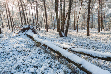 Snow covered winter forest with coniferous pine trees and fallen dead tree, Arnhem The Netherlands