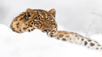 A leopard resting in the snow, its spotted fur contrasting against the white background, with a focused gaze.