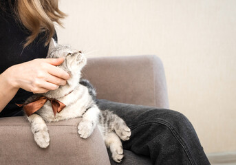 a gray British cat with a bow on her neck is in the arms of her mistress in a home environment.