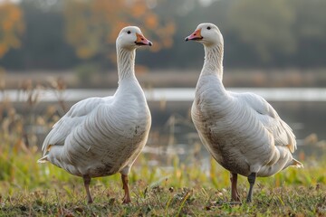 Obraz premium Two geese are captured standing side by side against a backdrop of autumn foliage and lake