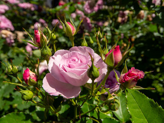 植物園に咲く鮮やかな薔薇