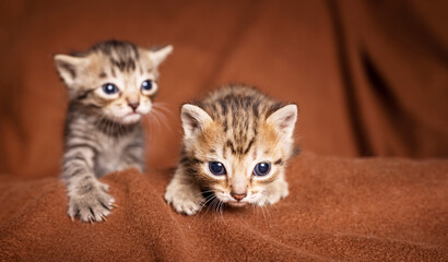many beautiful british kittens together on a brown background.