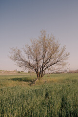 single tree in the field