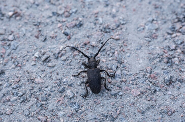 black large beetle in natural conditions on a spring day